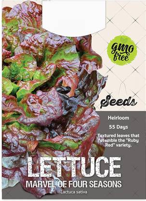 VibeX ATS-50 - Marvel of Four Seasons Lettuce - (150 Seeds) Seed