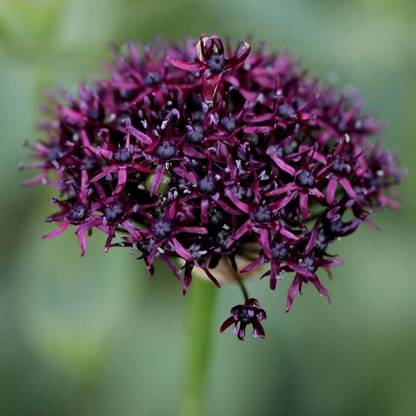 SBGARDEN allium beautiful flower hybrid seeds 1-packet Seed