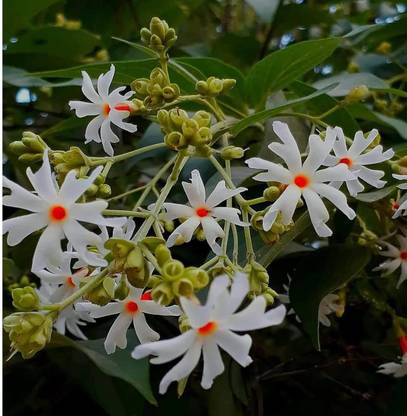 Aywal Nyctanthes arbor-tristis, Night flowering jasmine, Parijat, Flower Seed