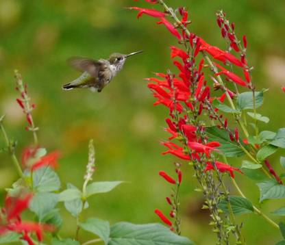 VibeX XLR-6 - Scarlet Sage - Red Flowers - (450 Seeds) Seed
