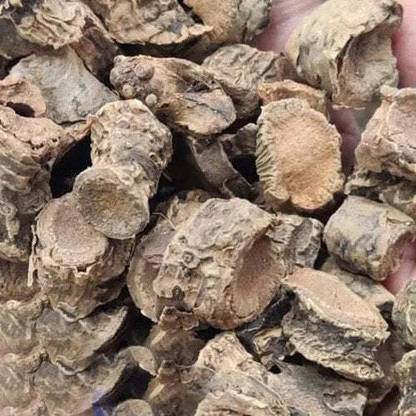 NaturePlanet KAUNCH ROOT - KONCH JAD - KOUNCH ROOTS - MUCUNA ROOT Seed