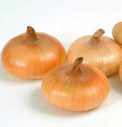 WILLVINE PAU -XI Cipollini Mini Gold Coin Onion [5g] Seed
