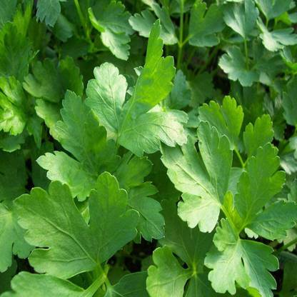 CYBEXIS KGF -20 - Parsley Elite (Plain Single Parsley) - (250 Seeds) Seed