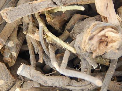 Urancia Chitrak Plumbago Rosea Chitramoolam Red Leadwort Chitrakmool 100g Seed