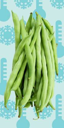 SEMPA Bush Beans) , Snap Beans,French Beans Seed