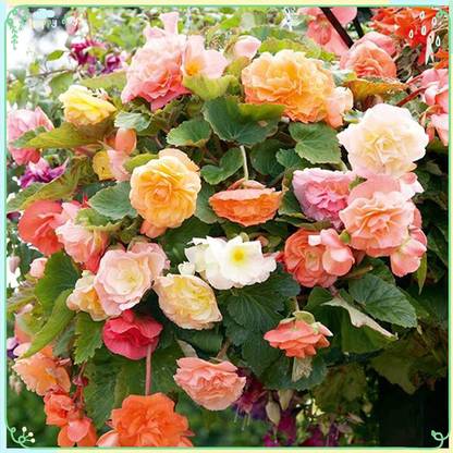 CYBEXIS TLX-41 - Flower Plant Begonia (Tuberous) - Parisienne Trailing Mix (30 Seeds) Seed