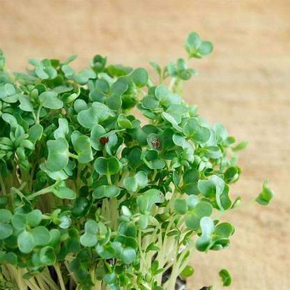 Biosnyg Cress Common, Garden Cress - Herb Seeds-[5gm Seeds] Seed