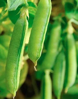 CYBEXIS LX-47 - Sugar Snap Pea - (100 Seeds) Seed