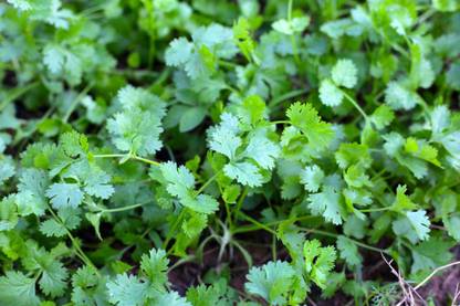 Seedsilk Coriander, Dhone Pata, Dhania Seed