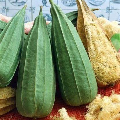 CYBEXIS ATS-33 - Acutangula Angled Ridge Gourd Turai - (300 Seeds) Seed