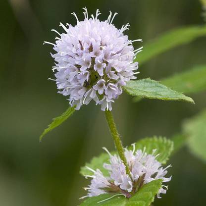 VibeX XL-97 - Water Mint - (450 Seeds) Seed