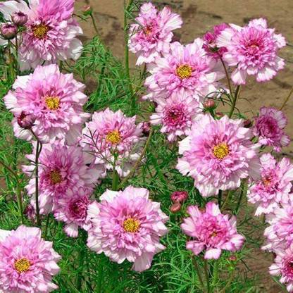 CYBEXIS GBPUT-27 - Cosmos - Double Click Bi-Colour Pink - High Germination - (90 Seeds) Seed