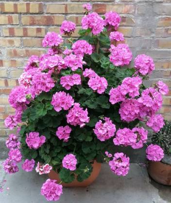 JDM Store Ivy geranium Seed