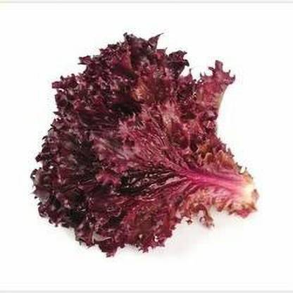 Mozette Organic red lettuce Seed