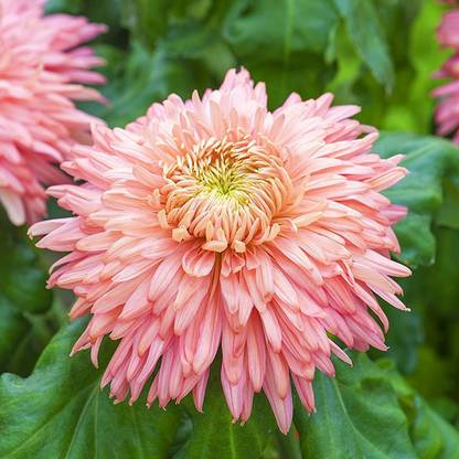 KANAYA Chrysanthemum Flower Seed
