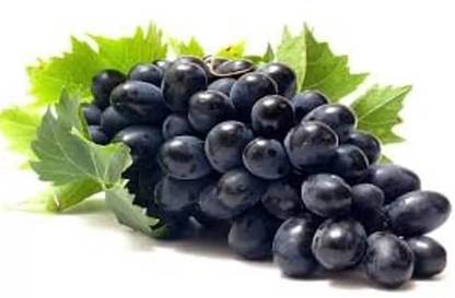 PASCLE Seedless Black Muscat Grepes Seed