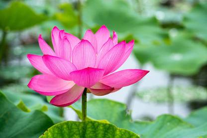 Greenfall Garden Serenity Starter Seed