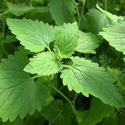 VibeX ® VXI-5 Catnip Seeds Nepeta Cataria Seed