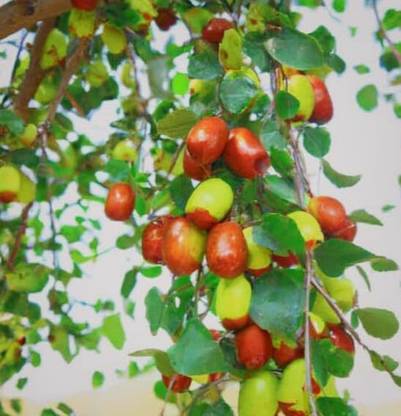 SHYAM Sundari Red Apple Ber Plant. Seed