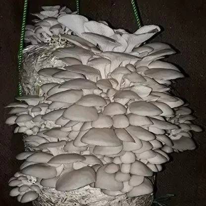 chiku Mushroom Seed Seed