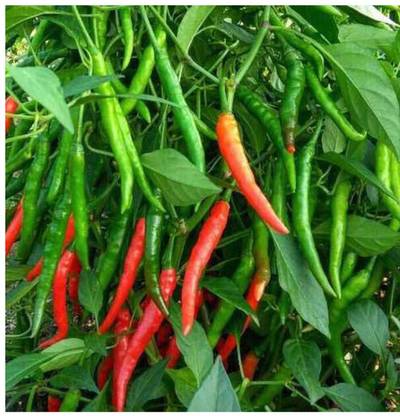 greenfarm NBX- Chilli Seeds / Mirchi Seeds , Best Quality , 270 X Seeds , EWS50 Seed