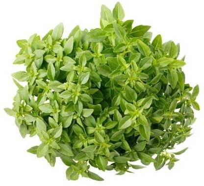 CYBEXIS BASIL GREEK BALL SEEDS4000 Seeds Seed