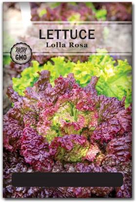 Quentova Lolla Rosa Lettuce 0.5gm Seed