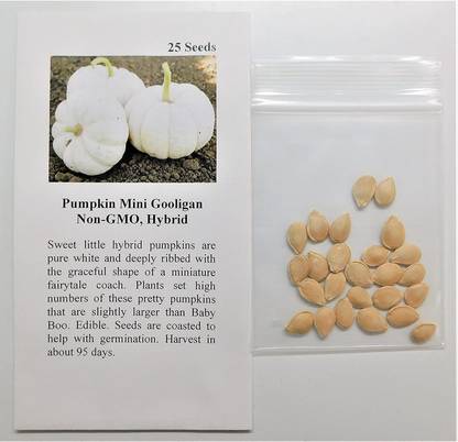 VibeX ® VLR-605 Pumpkin Mini Gooligan 9163 (White) Seed