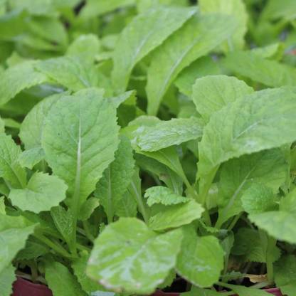 VibeX LXI-22 - Mustard Greens (Florida Broadleaf) - (750 Seeds) Seed