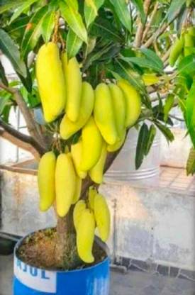 hyb 1pc Miyazaki mango seeds highest yield Seed