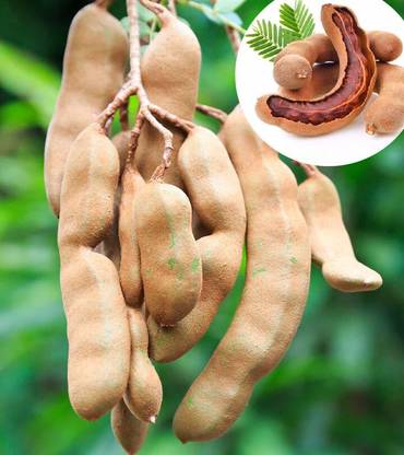 Aywal Sweet Tamarind Meethi Imli (Thailand Tamarind) Seed