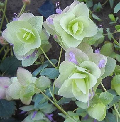 CYBEXIS NDIR-17 - Ornamental Oregano Round-Leaved - (150 Seeds) Seed