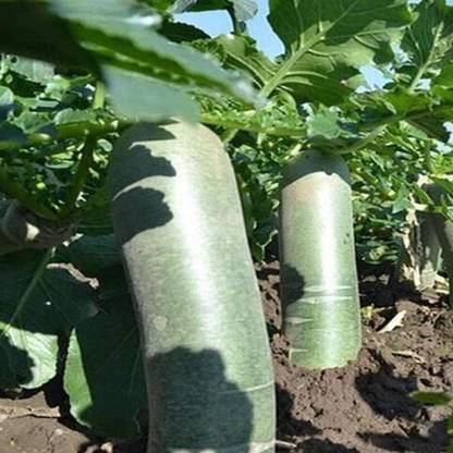 CYBEXIS Planting Vegetable Seeds Weixian Green Radish Seeds600 Seeds Seed