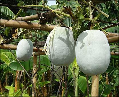 Aywal Ash Gourd (Mithai Petha) Seed