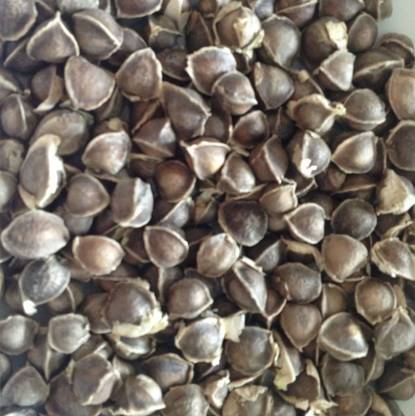 VibeX XL-80 - Non-GMO PKM1 Moringa Oleifera - (450 Seeds) Seed