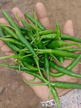 Quentova G4 Green Chilli हरी मिर्च Seed