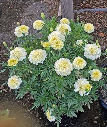 Lorvox French Marigold Fireball Seed