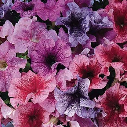 CYBEXIS GUA-49 - Daddy Mix Petunia Mix of Blue Red Sugar and Peppermint - (60 Seeds) Seed