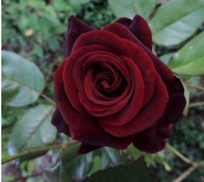 greenfarm NXV- Fragrant Rose Flower Seeds/Gulab Seeds , 80 X Seeds ,mmm55 Seed