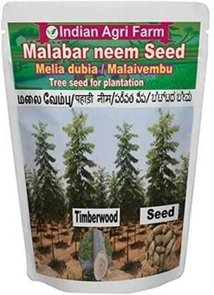 IAgriFarm Malabar neem tree seeds/Melia dubia/Malaivembu seed for plantation - Approx 400 Seed