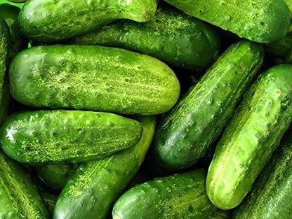Avysa Cucumber, Marketer Cucumber Seeds-CuC_563 Seed
