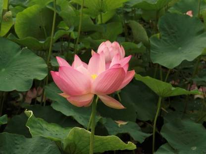 Shriram lotus,kamal seeds Seed
