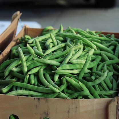 naturehils Organic Beans Seeds, Bean Seed, Hybird Seeds for Farming & Gardening Seed