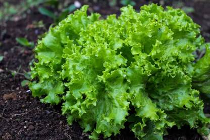 VIATION HIGH QUALITY Lettuce Seed