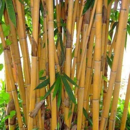 BDSresolve Bamboo seed for outdoor PACK OF 105 Seed