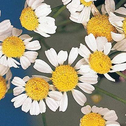 VibeX ® VLR-208 German Chamomile (Matricaria recutita) Seed