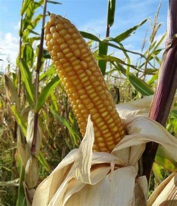 CYBEXIS XL-63 - Corn Field Corn - (2250 Seeds) Seed