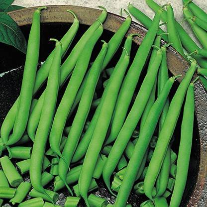 Aywal Beans/French Beans Seed