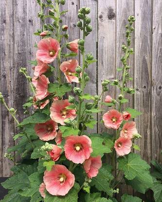 XOLDA Exotic holly hock Seed
