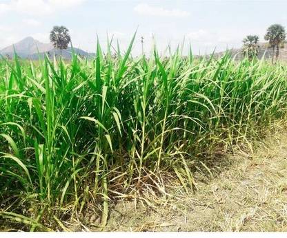 PMA napier gress, gress Seed